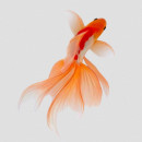 Aquarium Studio