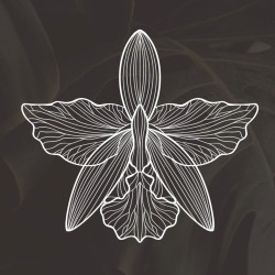 Orquídea Tattoo Studio